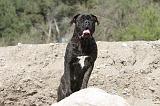 CANE CORSO 434